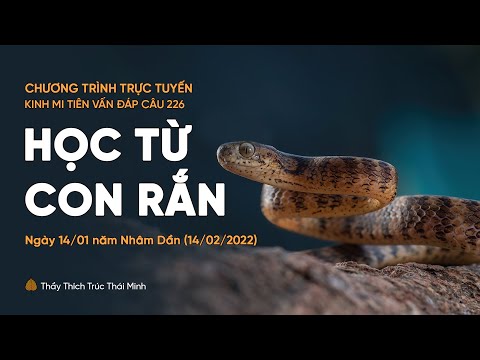 "Học từ con rắn" - câu 226 Kinh Mi Tiên Vấn Đáp | Thầy Thích Trúc Thái Minh