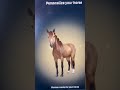 New Rocky Mountain horse