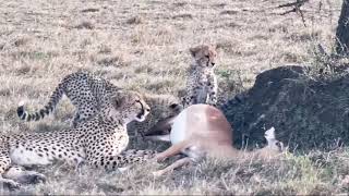 Kisaru Cheetah Family Feeding | Livestream From Maasai Mara