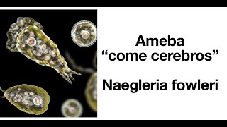 Naegleria fowleri - Ameba come cerebros - Factores de riesgo, síntomas, tratamiento