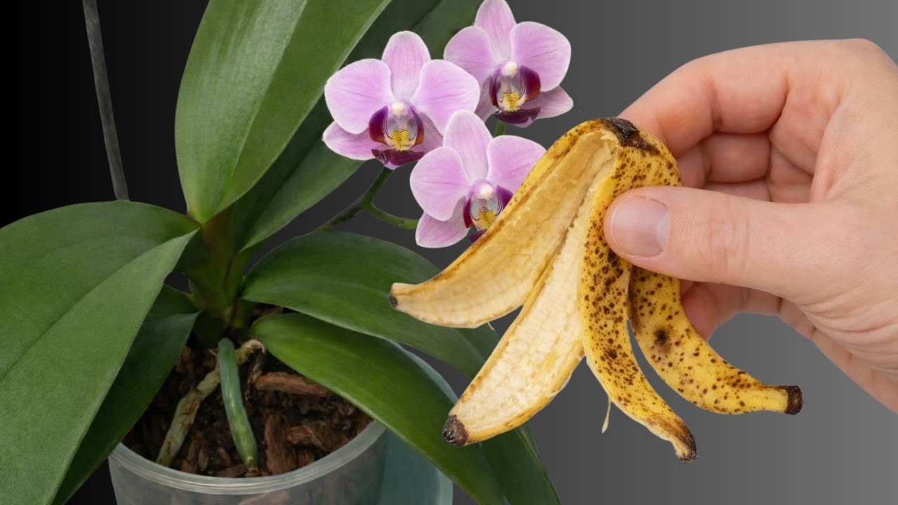 Положите кусочек под орхидею — она внезапно расцветет.