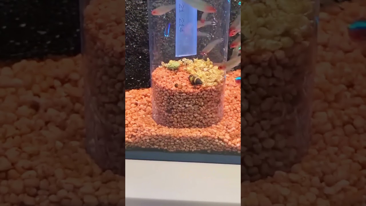 Aquarium Snail Collector