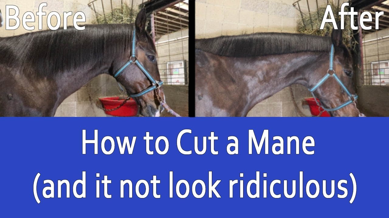 How To Cut A Horse'S Mane With Scissors