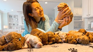 14 New Goldendoodle Puppies Born