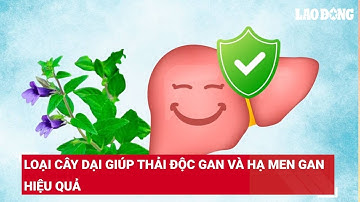 Loại cây dại giúp thải độc gan và hạ men gan hiệu quả | Báo Lao Động