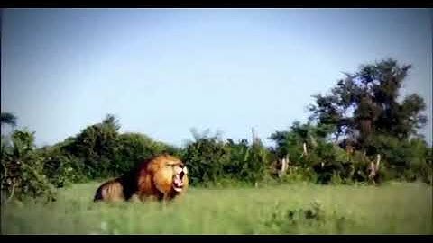 monkey saved mouse from been swallowed by Python