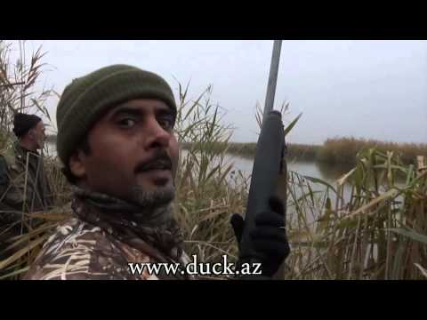 Duck hunting in Azerbaijan www.duck.az  الصيد بالصقور في أذربيجان