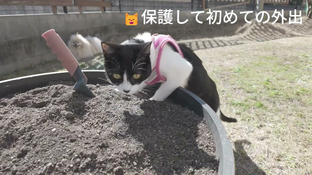💞元保護猫💞家族になって9ヶ月　初外出　#cat #子ネコ #好きな子猫 #猫のいる暮らし #元気になる動画 #ねこ＃八割れ猫＃ずっとのお家＃保護猫