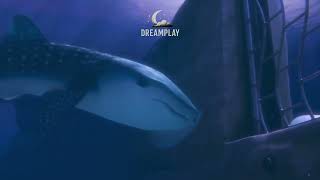 Download Lagu Film animasi Finding Dory || dubbing bahasa Indonesia part #019 MP3