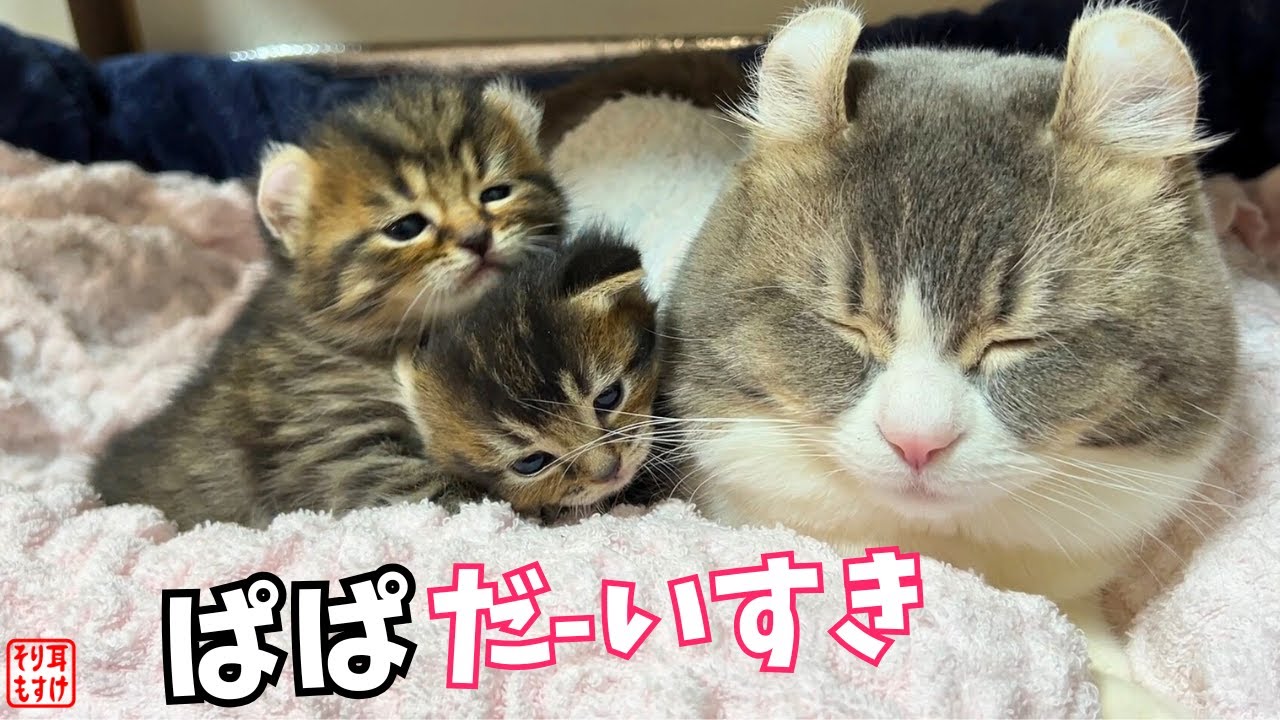 子猫が甘えるとデレデレ顔100倍になるパパ、今も変わんねぇw