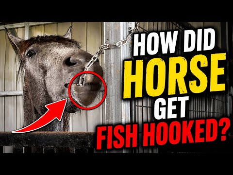 Trouble in the Horse Stables!