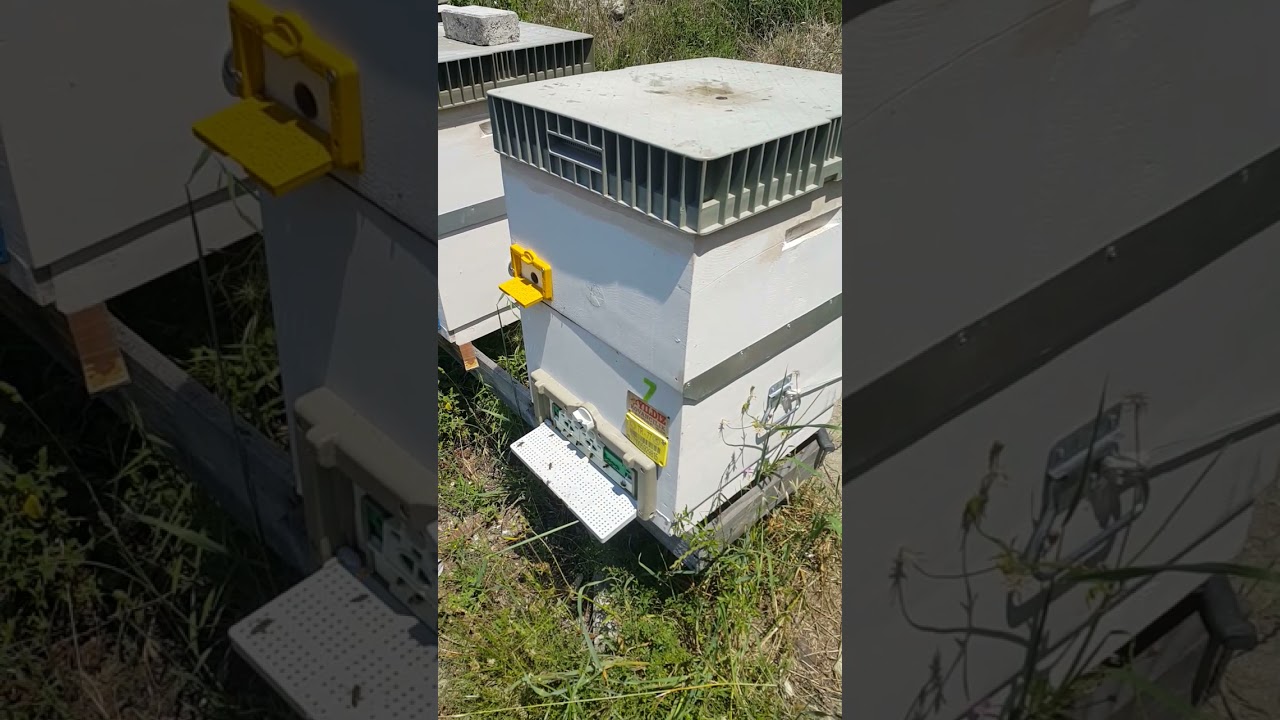 Bal Akımı Bölme Yapılması ve Bal Verimi ne Etkisi