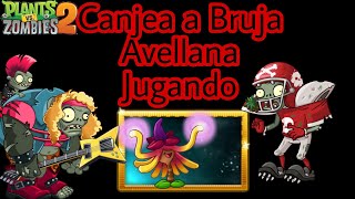 Canjea Tu Planta -Bruja Avellana Nivel Modificado