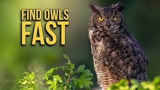 How to FIND and PHOTOGRAPH OWLS where you live  Wildlife photography  Nikon Z9