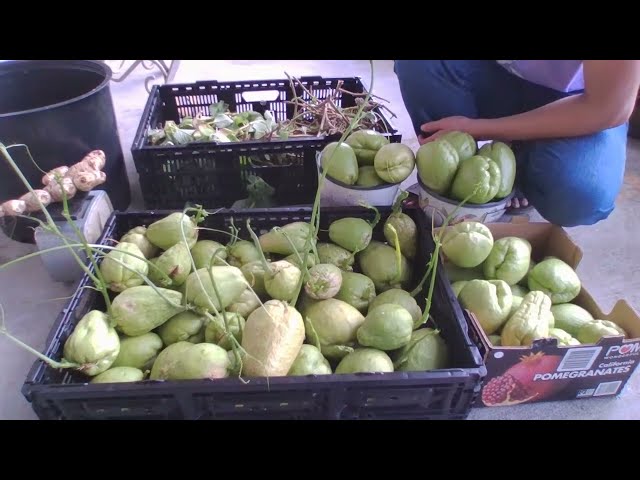 Harvested squash from a Central Florida backyard, Orlando, sprouting squash | Garden Q Feb 12, 2024