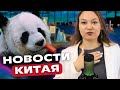 78% россиян хотят в Китай | Панды вернутся на родину | AI заменит лайфстримеров | Новости Китая