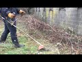 Removing BlackBerry Vines &amp; Final Area Mulching