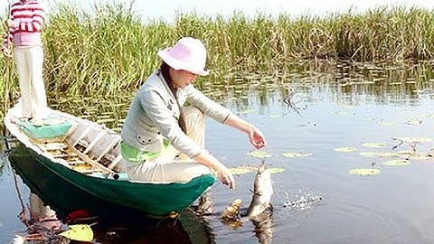 Mùa Cá Đồng U Minh