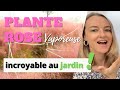 Plante rose vaporeuse incroyable 