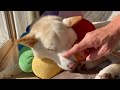 この寝顔で辛い時はいつも柴犬が隣にいて助けてくれていたと思い返せた!