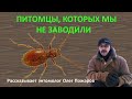 Олег Пожаров. Питомцы, которых мы не заводили