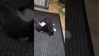 kittens fighting #cute #cat #kitten #catfight #battle #wrestling #biting