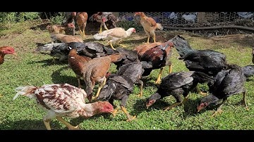 QAIB THAIB NAWB NYIAM NUG TAU OV! 9/22/2021