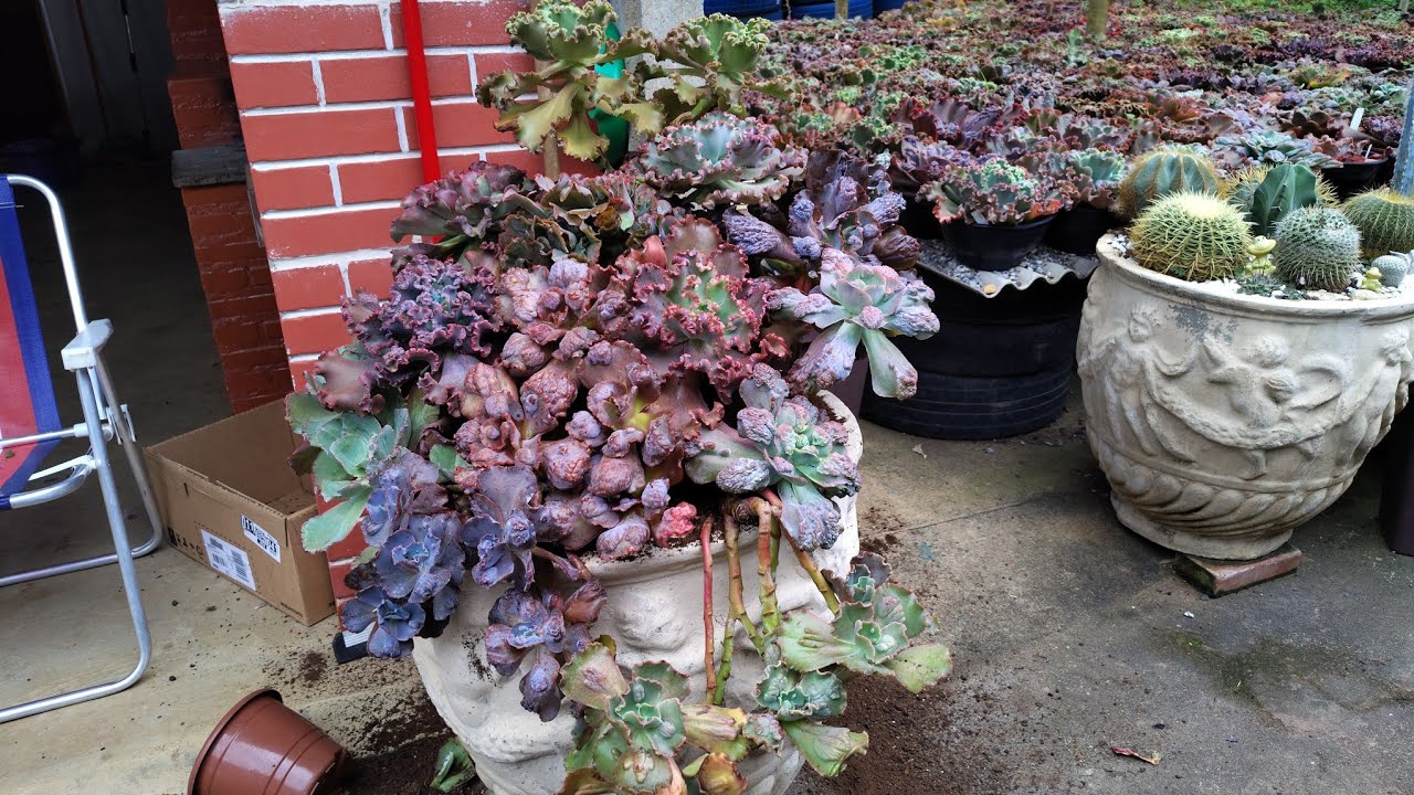 Arranjo com suculentas gibifloras caule alongado