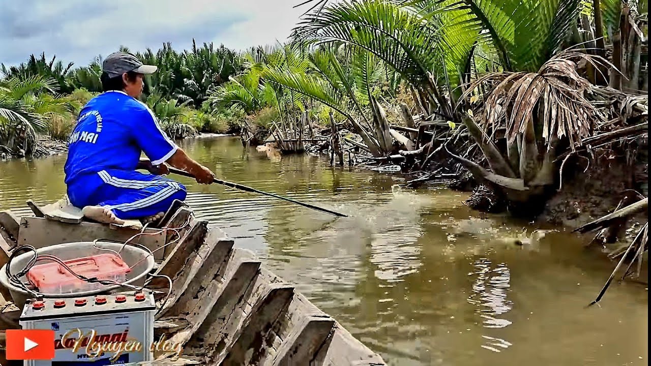 Kích Cá, Trúng Đậm Đàn Cá Tra Ở Con Sông Nhỏ | Nguyên Vlog #48