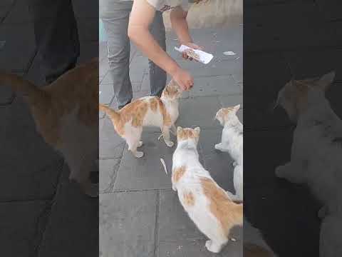لحظه زیباوپر مهر محبت ببینی دوست  هاپو   غذا رسانی کمک
