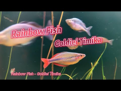 Video Rainbow Fish - Goldiei Timika - youtube
