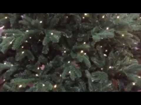 Twinkling Christmas Lights - video from Armstrong Garden