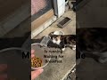 My funny cutie is running waiting for breakfast #cat #kitten #funny #breakfast #eating #kitty
