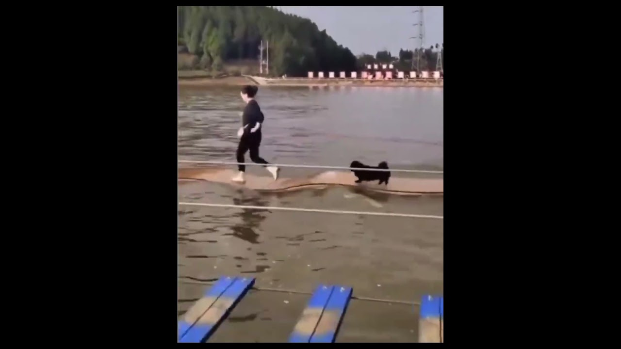 The dog following its owner till the end
