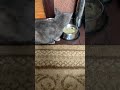 Watch my cat eat