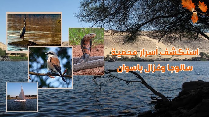 رحلة سياحية إلى أسوان: تجربة فريدة بين الثقافة والطبيعة - الثقافة في أسوان