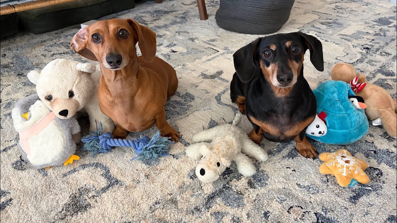 January Toys | Miniature dachshund puppies 