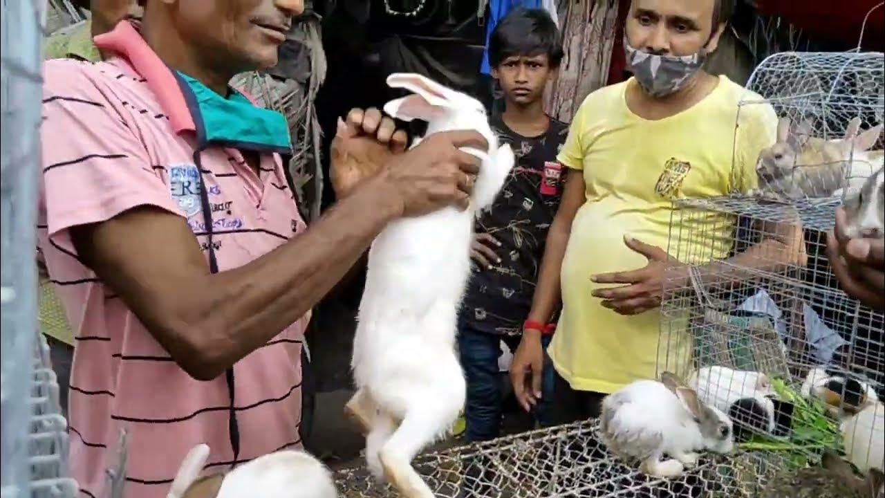 CHEAPEST RABBIT HAMSTER MARKET RECENT RABBIT, GUINEA PIG, HAMSTER