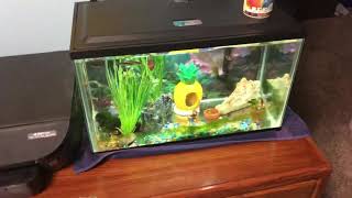 10 Gallon Craigslist Tank