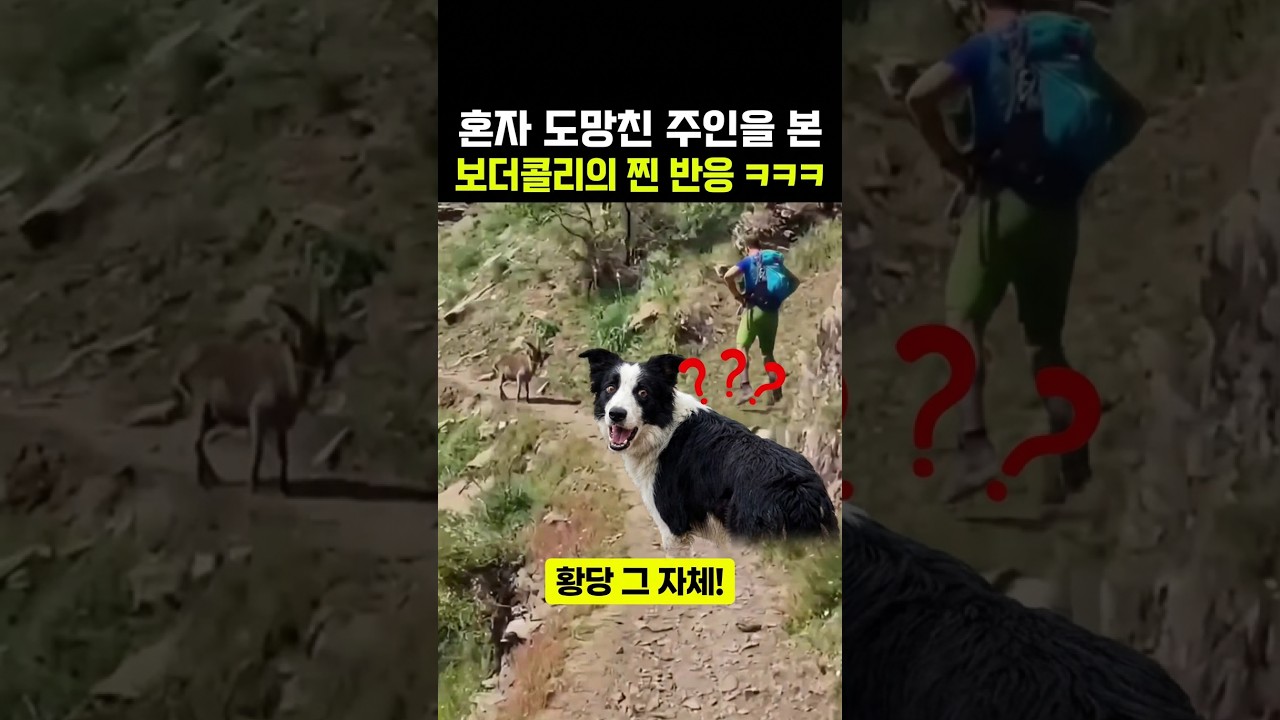 산양 만났을 때 보더콜리 두고 혼자 도망친 주인 ㅋㅋㅋ