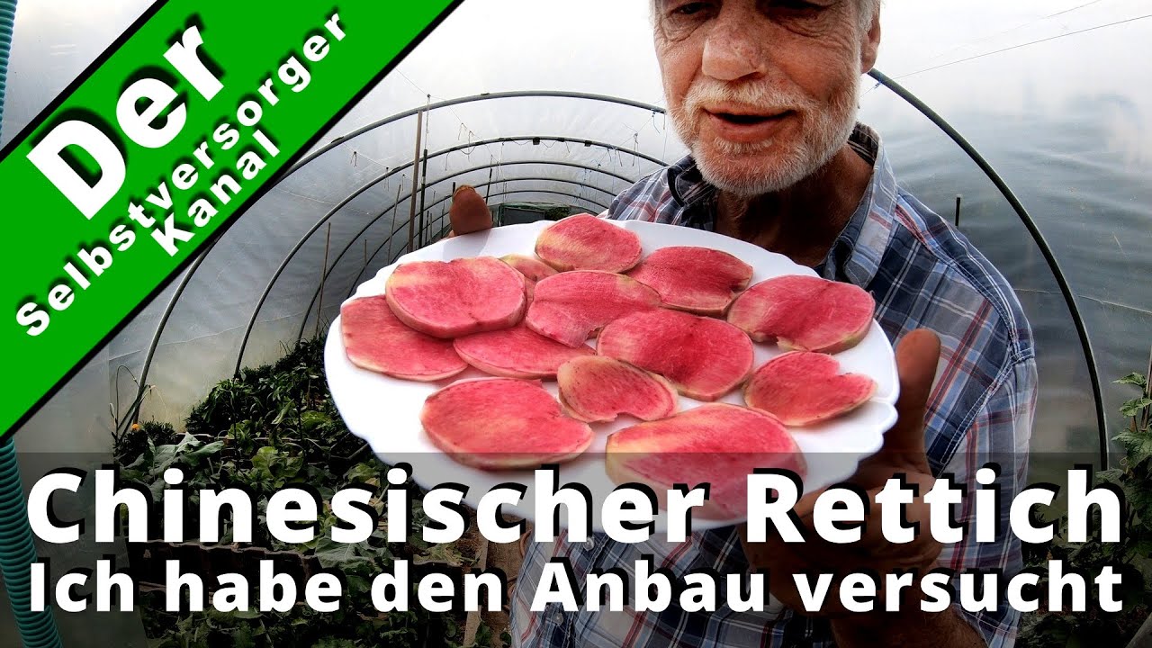 Haben Sie diese Rettichsorte schon mal versucht?