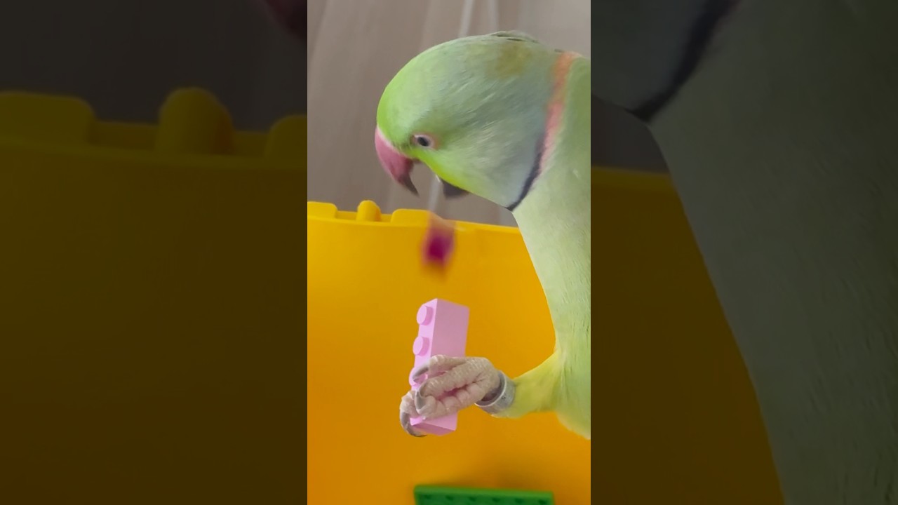 The Lego creator -  parrot edition  