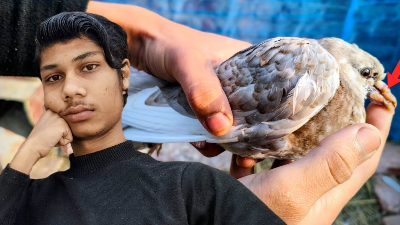 Pigeon In Danger😷