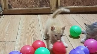 Adorable Kittens Playing Blissfully with Their Favorite Balls 🐱😺#KittenPlaytimeFun