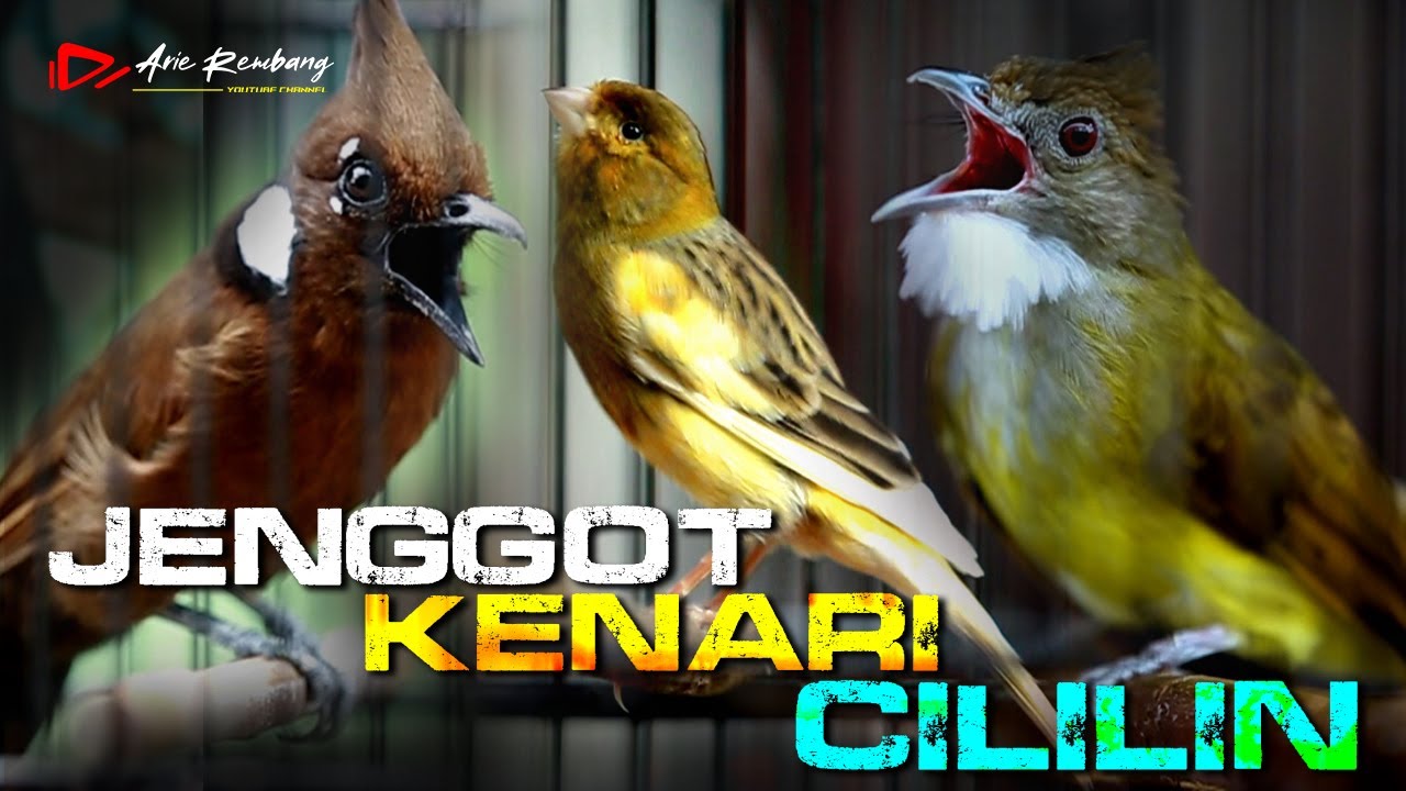 MASTERAN CUCAK JENGGOT _ KENARI _ CILILIN