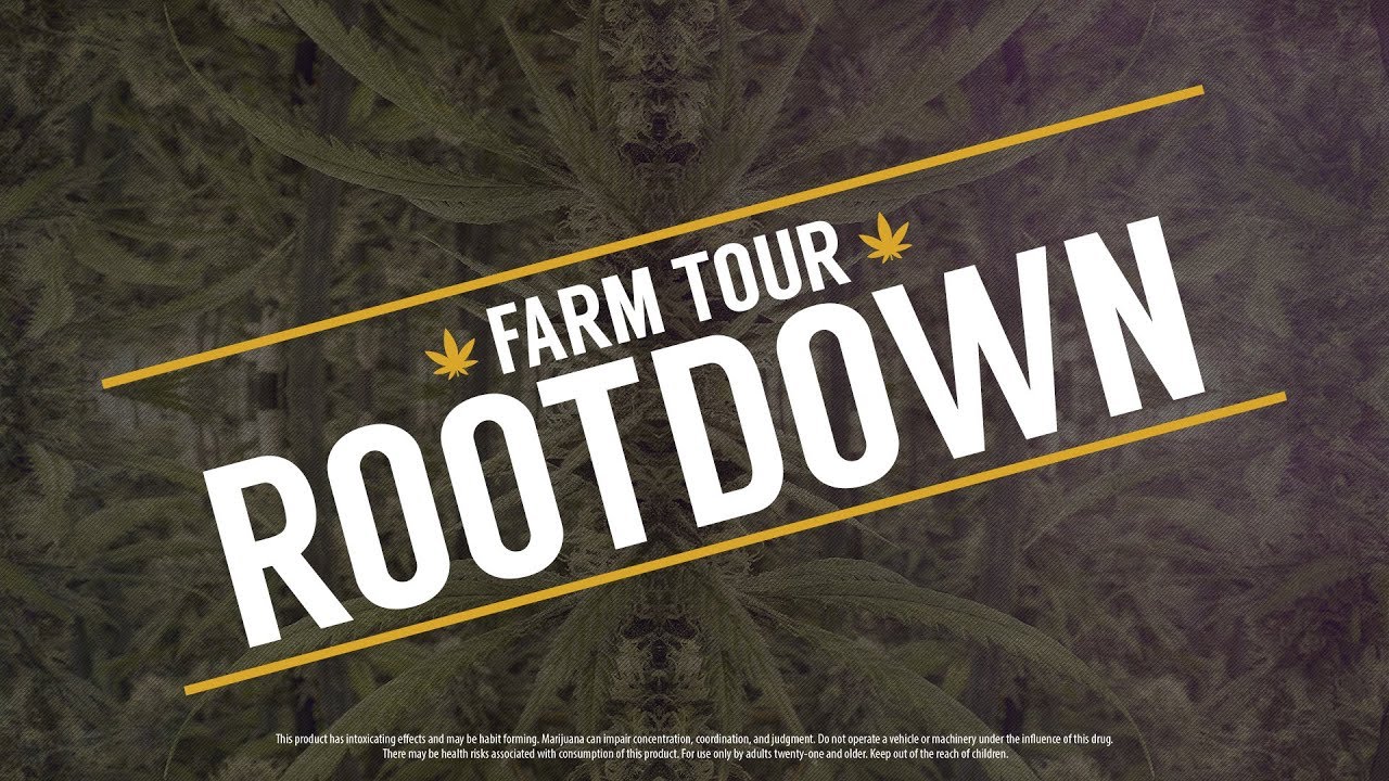 4K Weed Farm Tour | Rootdown