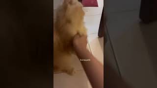 Kucing Galak Story Of Ashel Jkt48 26102022 jkt48 kucing