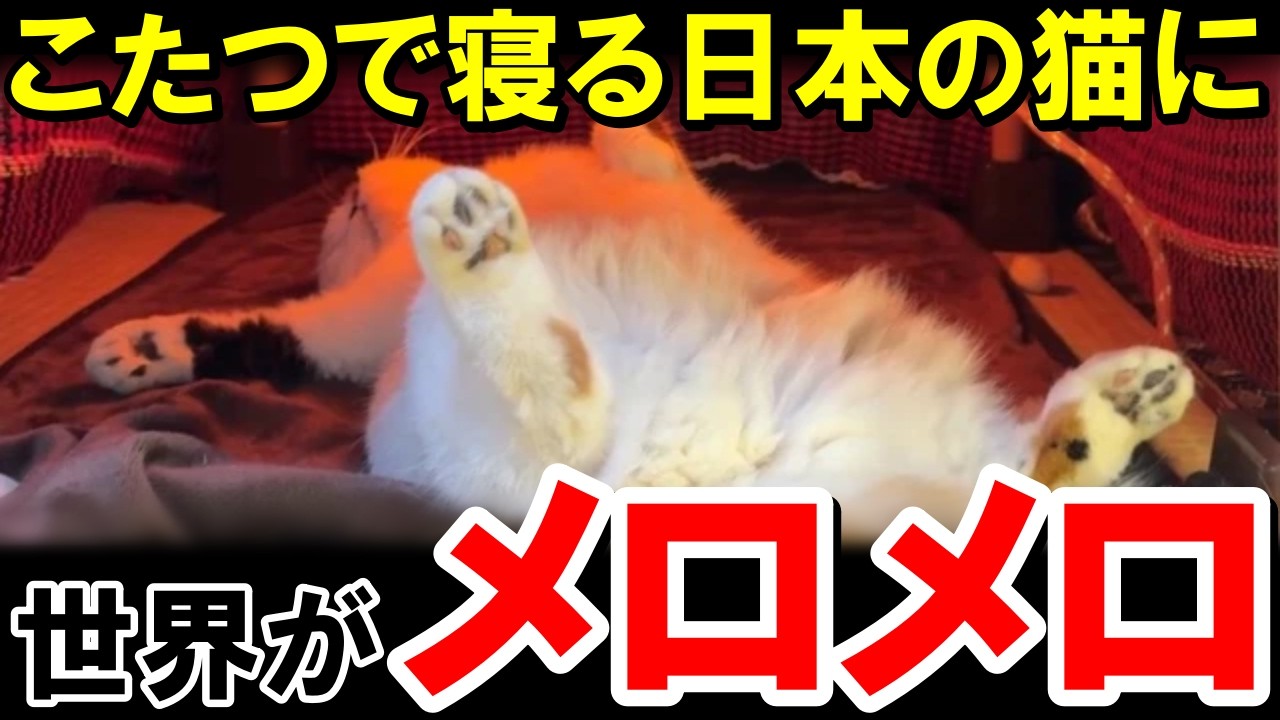 こたつで「液体化」する日本の猫…ストーブ前での完璧な位置取りと熟睡ポーズに、外国人が驚愕＆嫉妬の嵐！【海外の反応】