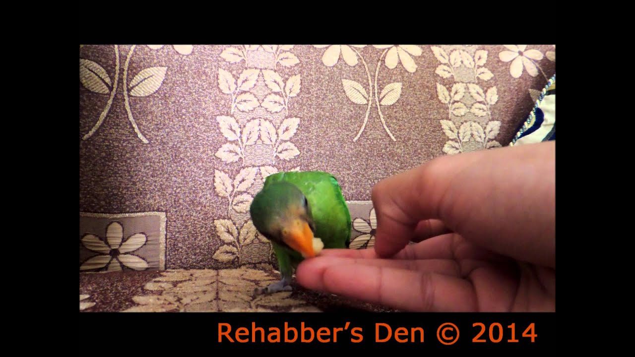 Hand feeding a baby Plum headed parakeet - Weaning 1
