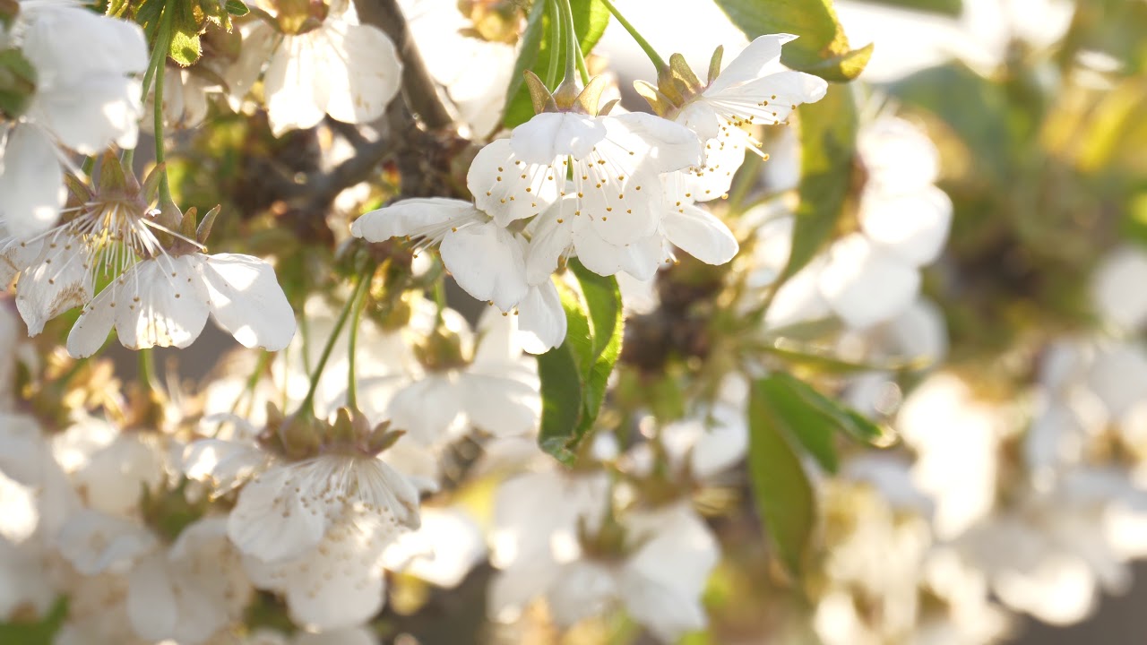 Close-up with Cherry Flowers in Spring - Free Stock Footage